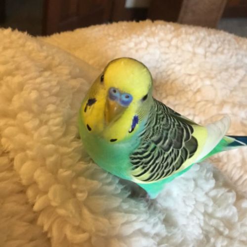 Perruche ondulée à donner #2