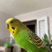 Perruche ondulée à donner