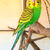 Perruche ondulée à donner #3