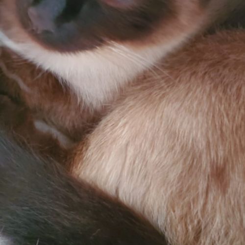 Donne chat de 2 ans #1