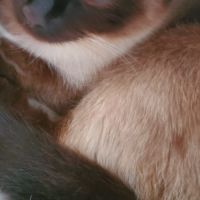 Donne chat de 2 ans #1