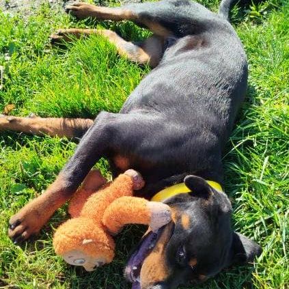 Ali jeune femelle type rottweiler #1