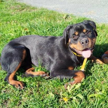 Ali jeune femelle type rottweiler #2