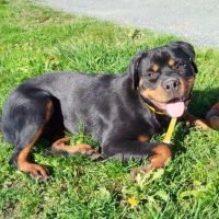 Ali jeune femelle type rottweiler #2