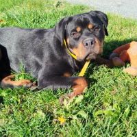 Ali jeune femelle type rottweiler #0