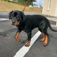 Ali jeune femelle type rottweiler #4