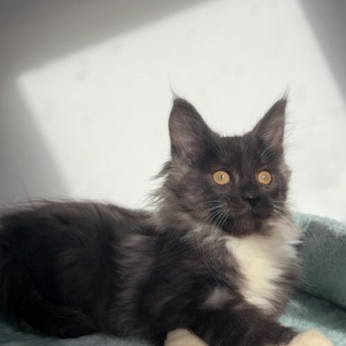 Chaton maine coon