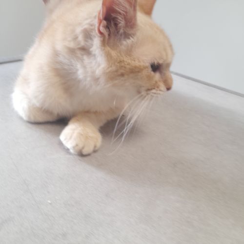 Lia chatte adulte #2