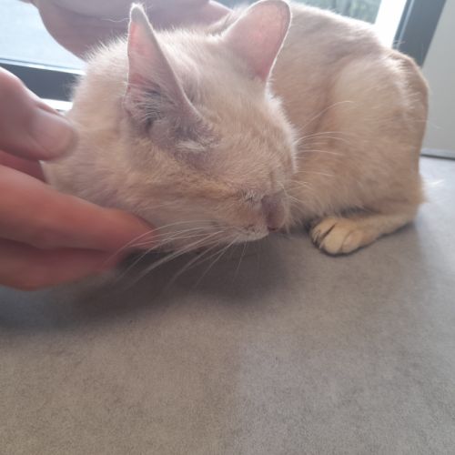 Lia chatte adulte #3