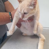 Lia chatte adulte #1