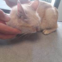 Lia chatte adulte #3