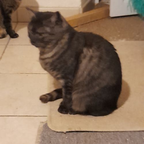 Ariel chatte adulte #3