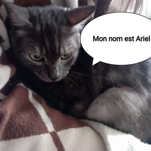 Ariel chatte adulte
