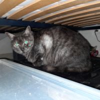 Ariel chatte adulte #1