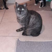 Ariel chatte adulte #2