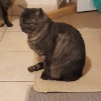 Ariel chatte adulte #3