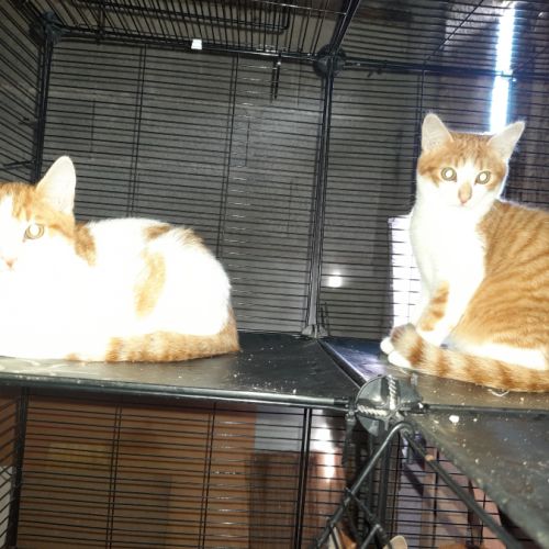 Aston chaton roux et blanc #1