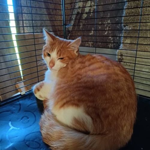 Aston chaton roux et blanc #2