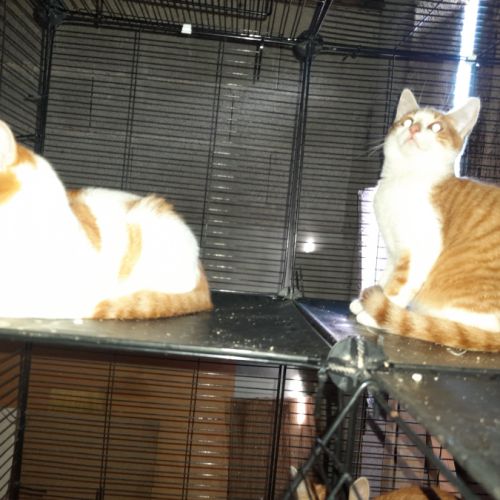 Apollon chaton roux et blanc #1