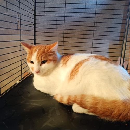 Apollon chaton roux et blanc #3