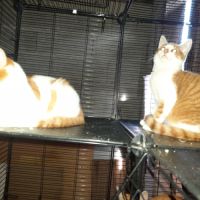 Apollon chaton roux et blanc #1