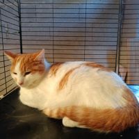 Apollon chaton roux et blanc