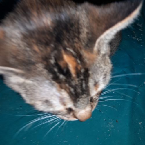 Aloha chatte réunion #1