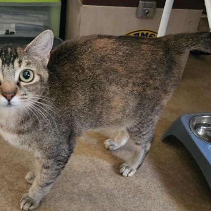 Aloha chatte réunion #3