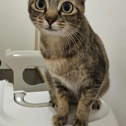 Aloha chatte réunion