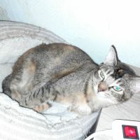 Aloha chatte réunion #2