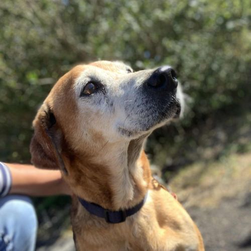 Kinder chien sénior #3