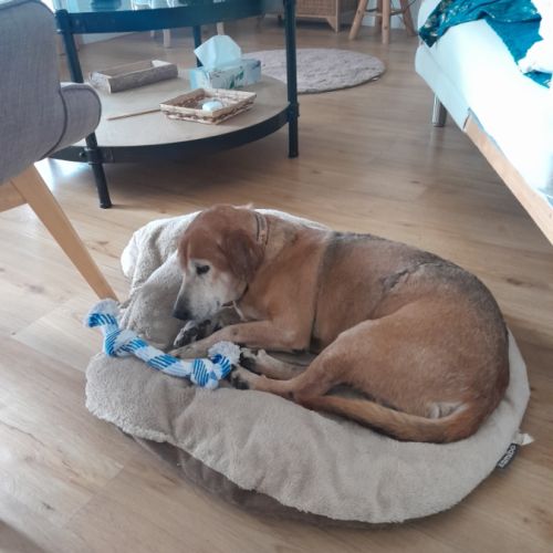 Kinder chien sénior #4