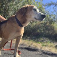 Kinder chien sénior #1