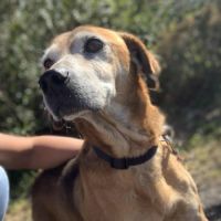 Kinder chien sénior