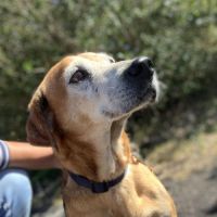 Kinder chien sénior #3