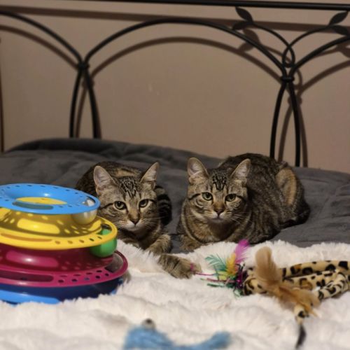 Avana, adorable chaton à l'adoption #1