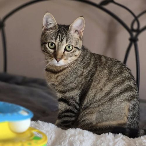 Avana, adorable chaton à l'adoption