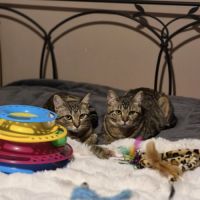 Avana, adorable chaton à l'adoption #1