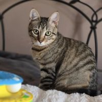 Avana, adorable chaton à l'adoption
