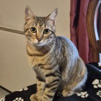 Avana, adorable chaton à l'adoption #3