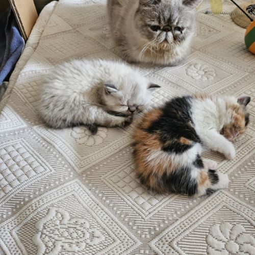 2 chatons exotic shorthair loof #0