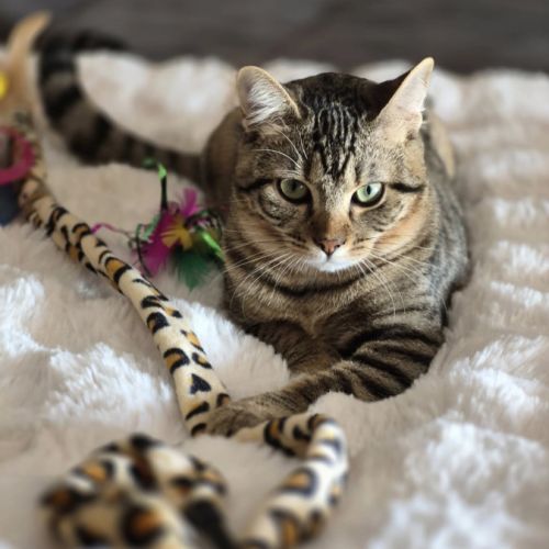 Astra, adorable chaton à l'adoption #2