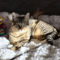 Astra, adorable chaton à l'adoption