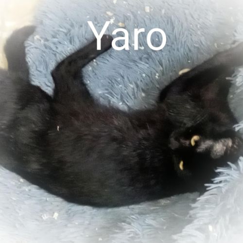 Yaro chat mâle #0