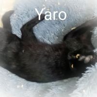 Yaro chat mâle