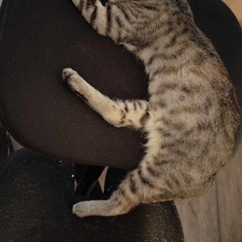 Miel chatonne femelle