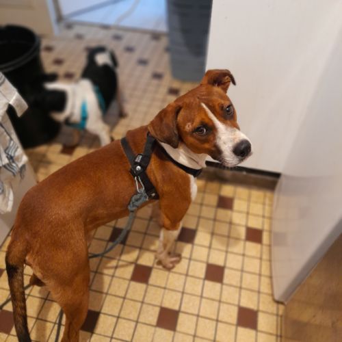 Koffee chien réunion #1