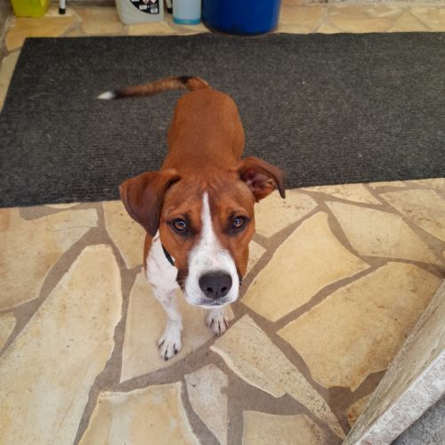 Koffee chien réunion