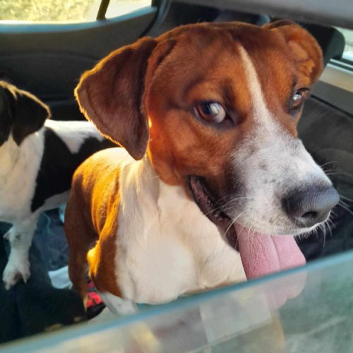 Koffee chien réunion #4