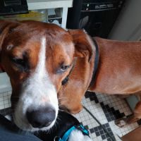 Koffee chien réunion #2